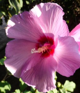 HIBISKUS PINK FLIRT - KETMIA SYRYJSKA W DONICY