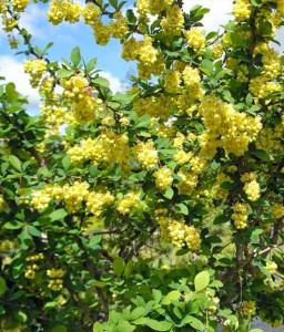 BERBERYS INDIAN SUMMER W DONICY