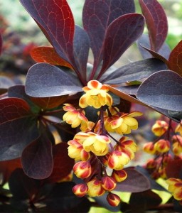 BERBERYS OTTAWSKI SUPERBA W DONICY