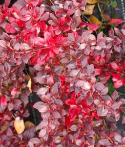 BERBERYS POŚREDNI RED JEWEL W DONICY