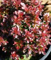 BERBERYS THUNBERGA BAGATELLE