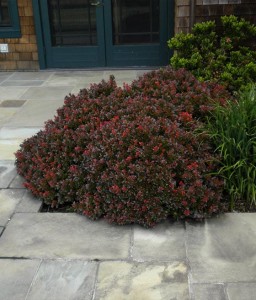 BERBERYS THUNBERGA BAGATELLE W DONICY