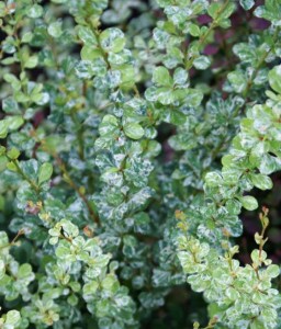 BERBERYS THUNBERGA KÓRNIK W DONICY