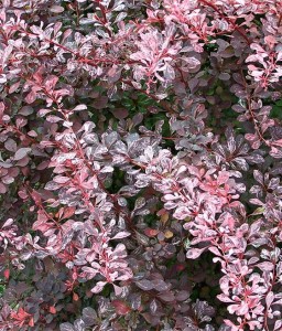 BERBERYS THUNBERGA PINK PERFECTION W DONICY