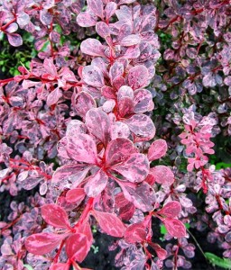 BERBERYS THUNBERGA PINK QUEEN W DONICY
