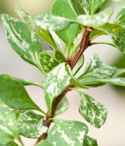 BERBERYS THUNBERGA POWWOW W DONICY