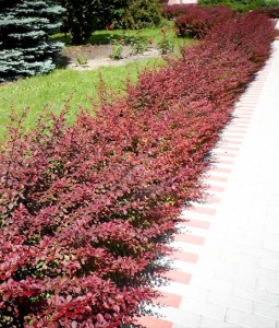 BERBERYS THUNBERGA RED CARPET W DONICY