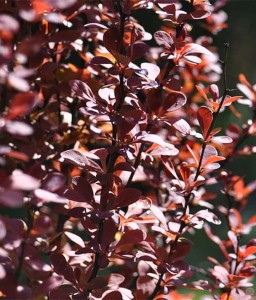 BERBERYS THUNBERGA RED CHIEF W DONICY