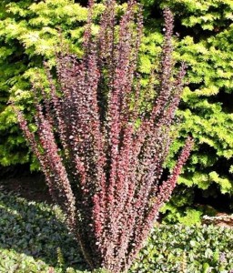 BERBERYS THUNBERGA RED PILLAR W DONICY