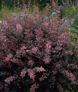 BERBERYS THUNBERGA ROSE GLOW W DONICY