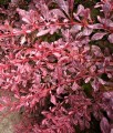 BERBERYS THUNBERGA ROSE GLOW