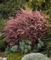 BERBERYS THUNBERGA ROSE GLOW