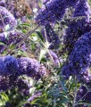 BUDLEJA DAWIDA DART'S PAPILLON BLEU