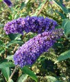 BUDLEJA DAWIDA EMPIRE BLUE