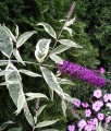 BUDLEJA DAWIDA HARLEQUIN
