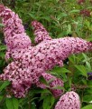 BUDLEJA DAWIDA PINK DELIGHT