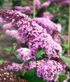 BUDLEJA DAWIDA PINK DELIGHT