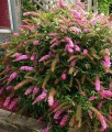 BUDLEJA DAWIDA PINK DELIGHT