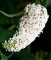 BUDLEJA DAWIDA WHITE PROFUSION