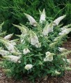 BUDLEJA DAWIDA WHITE PROFUSION