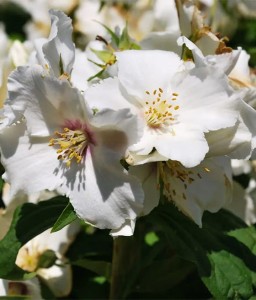 JAŚMINOWIEC BEAUCLERK W DONICY