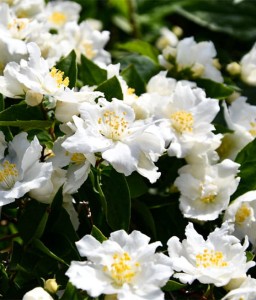 JAŚMINOWIEC DAME BLANCHE W DONICY