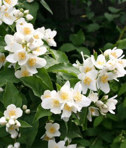 JAŚMINOWIEC ERECTUS W DONICY