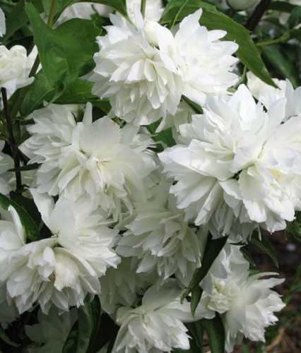 JAŚMINOWIEC GIRANDOLE W DONICY