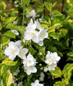 JAŚMINOWIEC INNOCENCE W DONICY