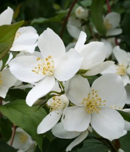 JAŚMINOWIEC LEWISA WATERTON W DONICY