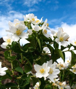 JAŚMINOWIEC MONT BLANC W DONICY