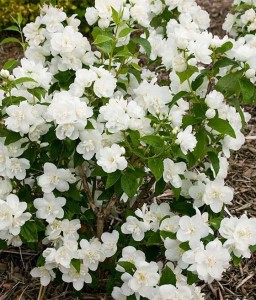 JAŚMINOWIEC ROSACE W DONICY