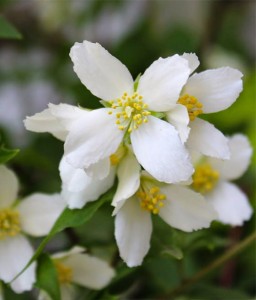 JAŚMINOWIEC SILBERREGEN W DONICY