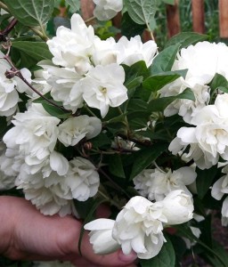 JAŚMINOWIEC SNOWBELLE W DONICY