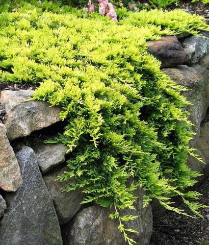 JAŁOWIEC PŁOŻĄCY GOLDEN CARPET W DONICY