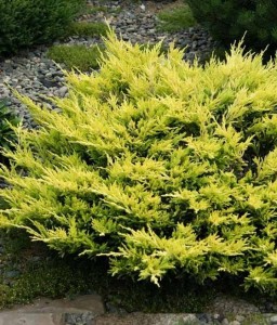 JAŁOWIEC PŁOŻĄCY LIMEGLOW W DONICY