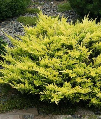 JAŁOWIEC PŁOŻĄCY LIMEGLOW W DONICY