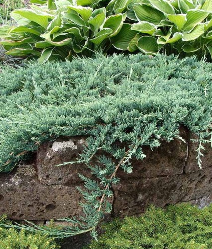 JAŁOWIEC PŁOŻĄCY WILTONII W DONICY