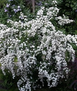 TAWUŁA BRZOZOLISTNA ISLAND W DONICY