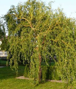 WIERZBA PŁACZĄCA ERYTHROFLEXUOSA W DONICY