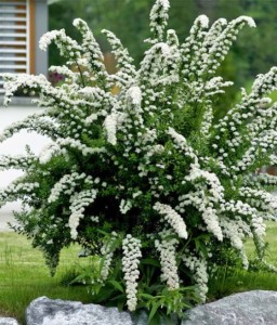 TAWUŁA SZARA GREFSHEIM W DONICY