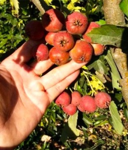 GŁÓG PIERZASTOLISTNY JADALNY BIG GOLDEN STAR