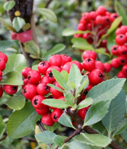 OGNIK SZKARŁATNY RED CUSHION W DONICY