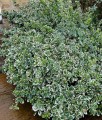 TRZMIELINA FORTUNE'A EMERALD GAIETY