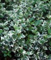 TRZMIELINA FORTUNE'A EMERALD GAIETY