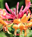 WICIOKRZEW HECKROTTA GOLDFLAME