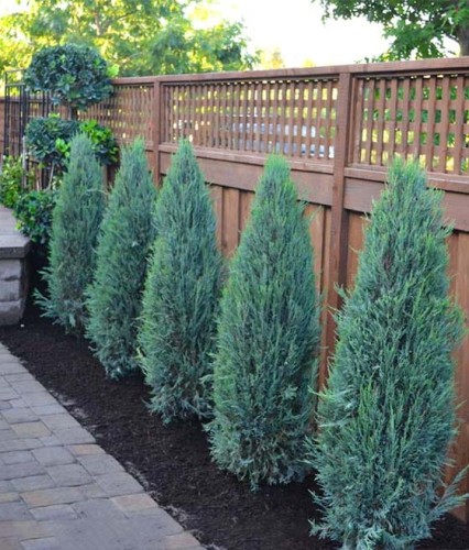 JAŁOWIEC SKALNY BLUE ARROW W DONICY