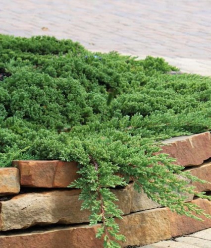 JAŁOWIEC ROZESŁANY NANA W DONICY