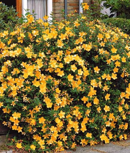 DZIURAWIEC BEZWONNY AUTUMN BLAZE W DONICY