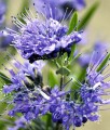 BARBULA KLADOŃSKA KEW BLUE